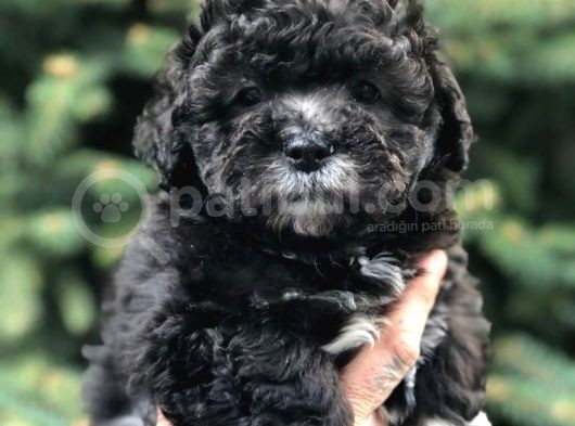 Silver Phantom Özel Irk Maltipoo Yavrumuz görsel