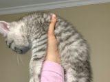 2 Aylık Silver Erkek Bebek