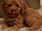 Dark Apricot Toy Poodle Yavrumuz