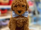 Toy Poodle Red Erkek Yavru