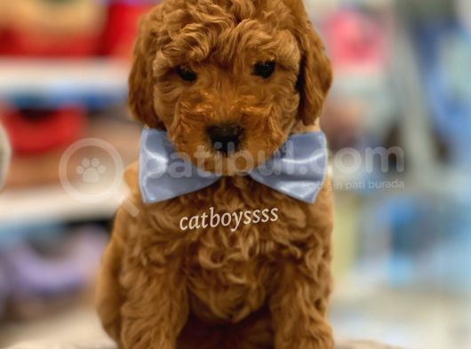 Toy Poodle Red Erkek Yavru görsel
