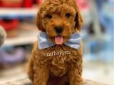 Toy Poodle Red Erkek Yavru