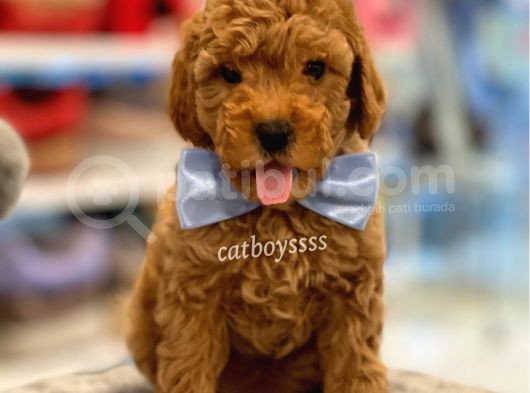 Toy Poodle Red Erkek Yavru görsel