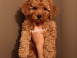 Koyu Kayısı Renk Toy Poodle Erkek Yavrumuz