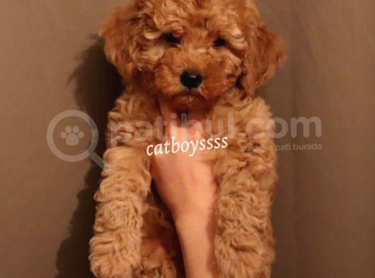 Koyu Kayısı Renk Toy Poodle Erkek Yavrumuz görsel