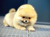 Show Class Secereli Pomeranian Yavrularımız