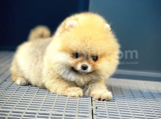 Show Class Secereli Pomeranian Yavrularımız görsel