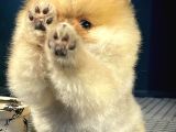 Show Class Secereli Pomeranian Yavrularımız