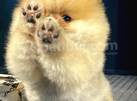 Show Class Secereli Pomeranian Yavrularımız görsel