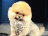 Show Class Secereli Pomeranian Yavrularımız