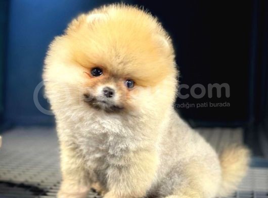 Show Class Secereli Pomeranian Yavrularımız