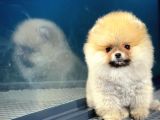 Show Class Secereli Pomeranian Yavrularımız