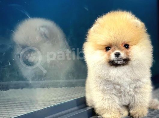 Show Class Secereli Pomeranian Yavrularımız görsel
