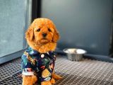 Show Kalıte Toy Poodle  Yavrularımız