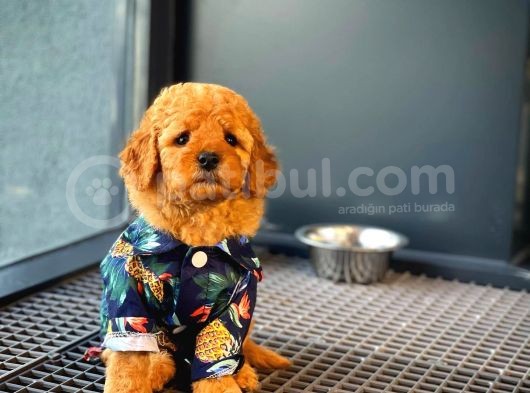 Show Kalıte Toy Poodle  Yavrularımız