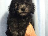 Silver Gümüş Renk Dişi Toy Poodle Yavrumuz
