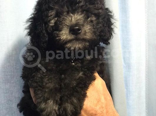 Silver Gümüş Renk Dişi Toy Poodle Yavrumuz görsel