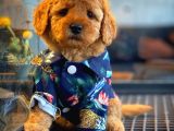 Show Kalıte Toy Poodle  Yavrularımız