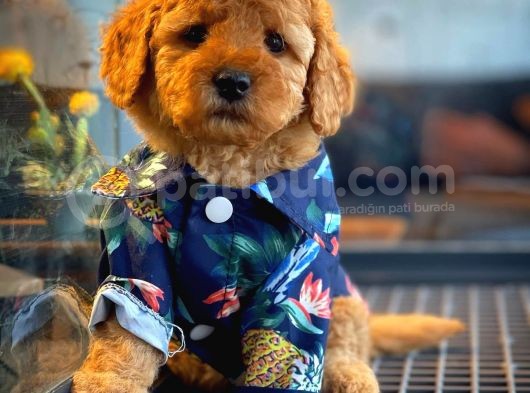 Show Kalıte Toy Poodle  Yavrularımız görsel