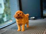 Show Kalıte Toy Poodle  Yavrularımız