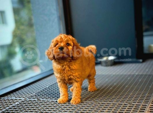 Show Kalıte Toy Poodle  Yavrularımız görsel