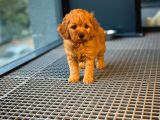 Show Kalıte Toy Poodle  Yavrularımız