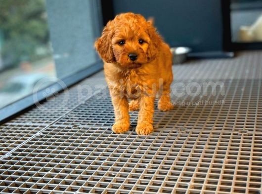 Show Kalıte Toy Poodle  Yavrularımız görsel