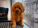 Show Kalıte Toy Poodle  Yavrularımız