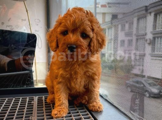 Show Kalıte Toy Poodle  Yavrularımız görsel