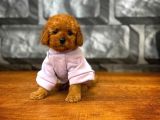 Tüy Dökülmesi  Olmayan Toy Poodle Yavrularımız