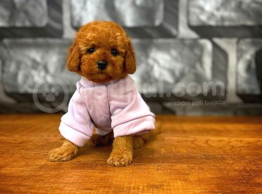 Tüy Dökülmesi  Olmayan Toy Poodle Yavrularımız