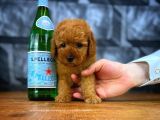 Tüy Dökülmesi  Olmayan Toy Poodle Yavrularımız