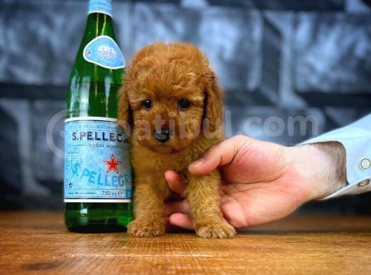 Tüy Dökülmesi  Olmayan Toy Poodle Yavrularımız görsel