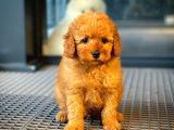 Tüy Dökülmesi  Olmayan Toy Poodle Yavrularımız