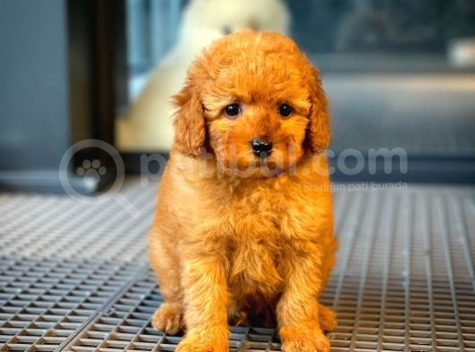 Tüy Dökülmesi  Olmayan Toy Poodle Yavrularımız görsel