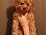Koyu Kayısı Renk Toy Poodle Erkek Yavrumuz