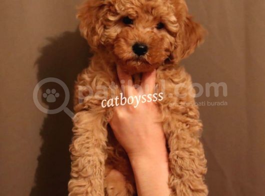 Koyu Kayısı Renk Toy Poodle Erkek Yavrumuz görsel