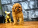 Tüy Dökülmesi  Olmayan Toy Poodle Yavrularımız
