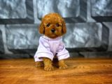 Tüy Dökülmesi  Olmayan Toy Poodle Yavrularımız