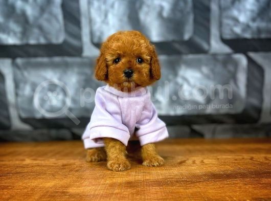 Tüy Dökülmesi  Olmayan Toy Poodle Yavrularımız görsel