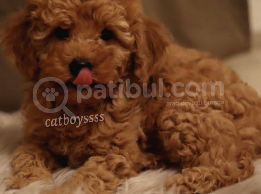 Dark Apricot Toy Poodle Yavrumuz