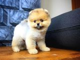 Tüy Dökülmesi Az Olan Pomeranian Yavrularımız