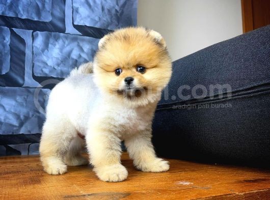 Tüy Dökülmesi Az Olan Pomeranian Yavrularımız