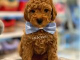 Toy Poodle Red Erkek Yavru