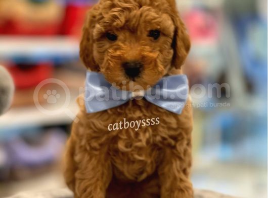 Toy Poodle Red Erkek Yavru görsel