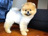 Tüy Dökülmesi Az Olan Pomeranian Yavrularımız