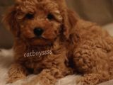 Dark Apricot Toy Poodle Yavrumuz