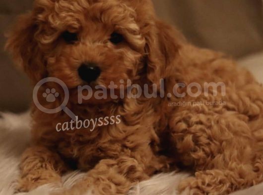 Dark Apricot Toy Poodle Yavrumuz görsel
