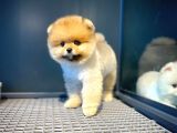 Tüy Dökülmesi Az Olan Pomeranian Yavrularımız