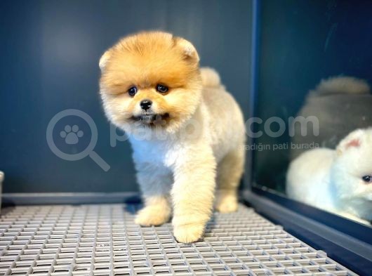 Tüy Dökülmesi Az Olan Pomeranian Yavrularımız görsel